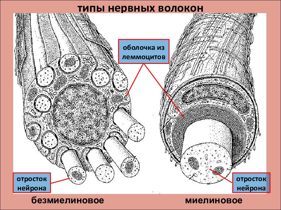 Рисунок миелиновые нервные волокна