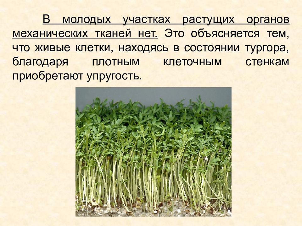 Растущий организм. Орган который растет всю жизнь у человека. Обновление клеток в организме человека. Время обновления клеток в организме. Какие органы растут всю жизнь.