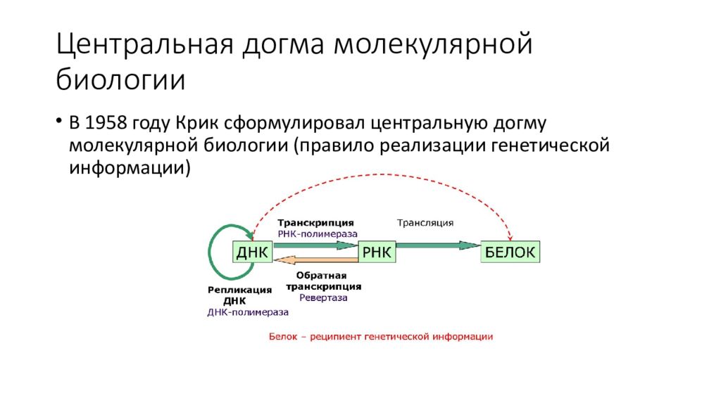 Основная догма молекулярной биологии