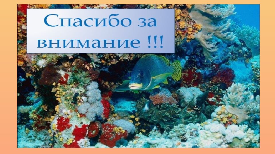 Общая характеристика типа Моллюски