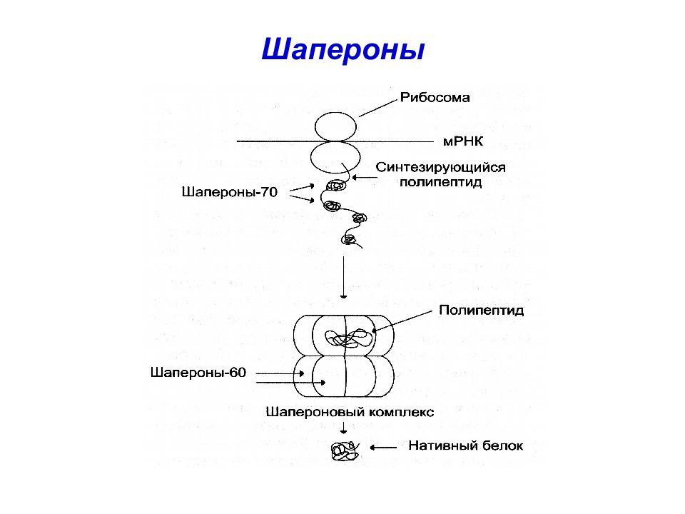Процессинг синтез. Шапероны биохимия строение. Шапероны структура. Белки шапероны биохимия. Молекулярные шапероны функции.