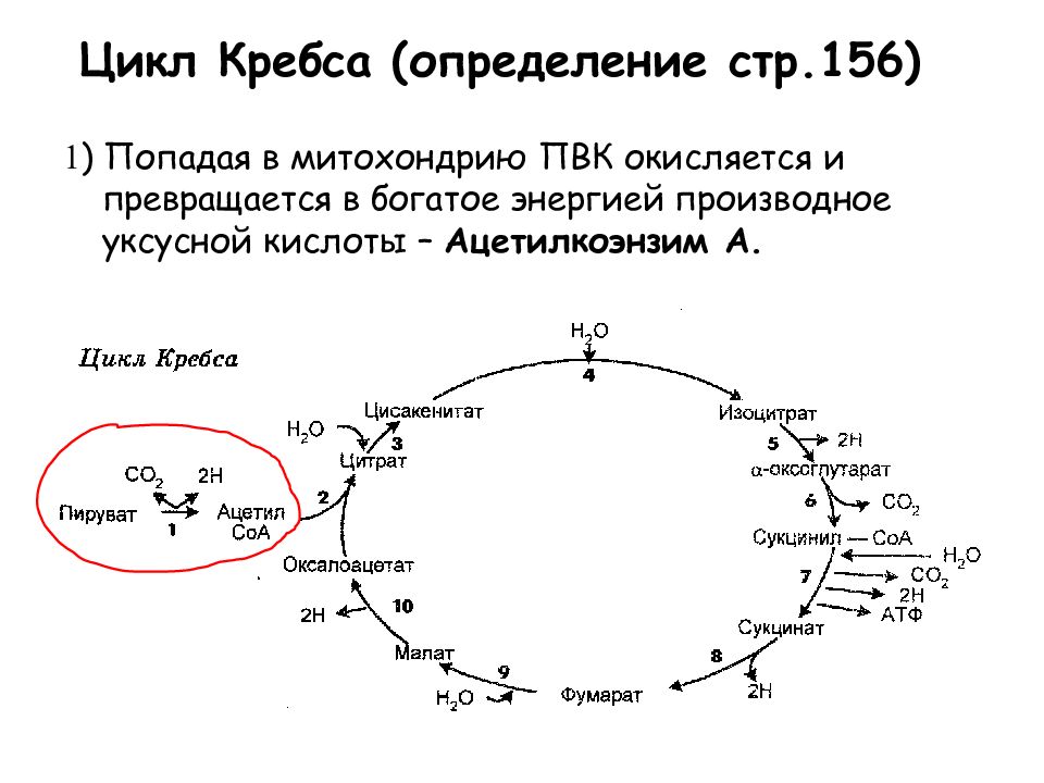 Синтез атф цикл кребса. Механизм реакция цикла Кребса. Цикл Кребса схема в митохондриях. Энергетический обмен цикл Кребса и окислительное фосфорилирование. Окислительное фосфорилирование этапы цикл Кребса.