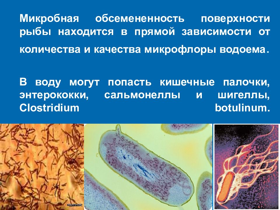 Микробиология рыбных продуктов презентация