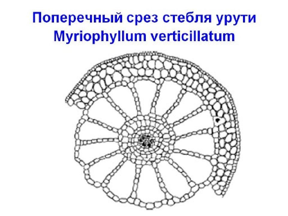 Рисунок срез стебля. Поперечный срез стебля урути Myriophyllum verticillatum. Поперечный срез гидрофилов. Поперечный срез стебля рдеста. Поперечный срез стебля урути.