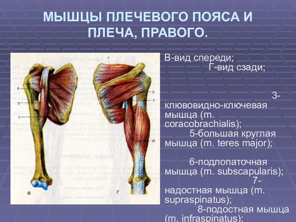 Плечевая мышца. Мышцы плечевого пояса и плеча вид спереди. Мышцы плечевого пояса анатомия вид спереди. Мышцы правого пояса верхней конечности и плеча вид спереди. Мышцы плечевого пояса и плеча вид сзади.