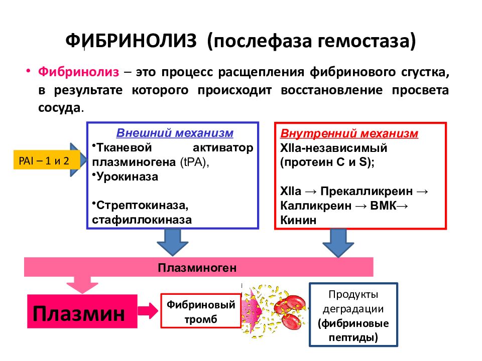 Схема фибринолиза физиология