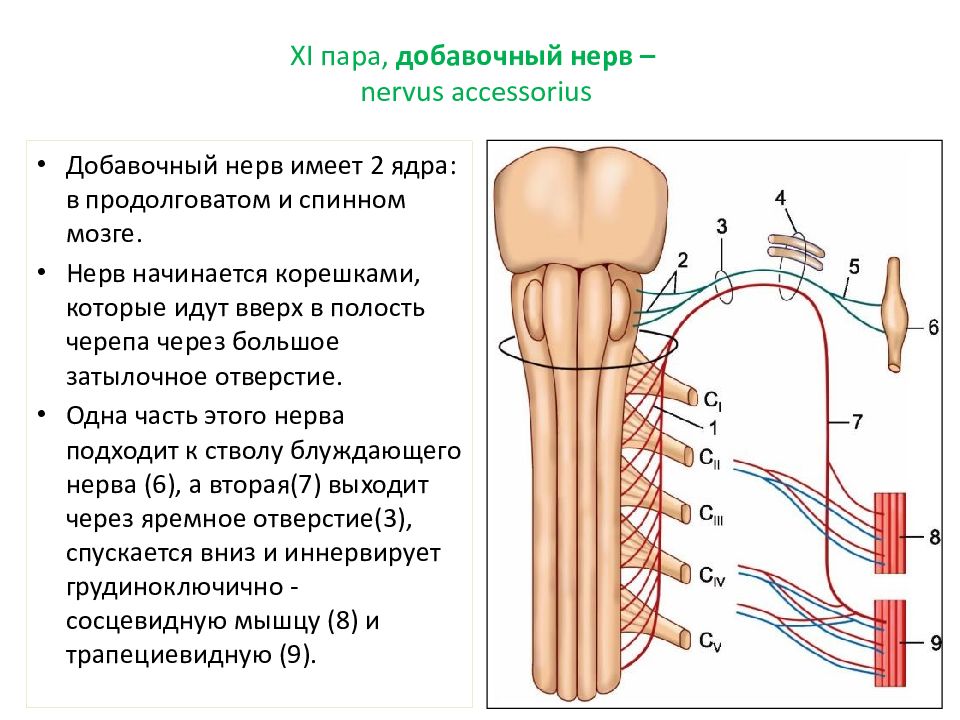 Добавочный нерв презентация