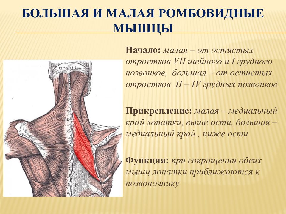 Ромбовидная мышца анатомия картинки спины