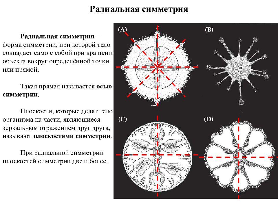 Радиально это. Радиальная симметрия. Simetria Radial. Радиальная симметрия примеры. Радиально осевая симметрия.