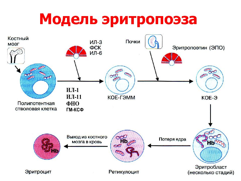 Образование эритроцитов. Регуляция эритропоэз физиология. Регуляция эритропоэза физиология схема. Схема нейрогуморальной регуляции эритропоэза. Кейлоны эритропоэз.