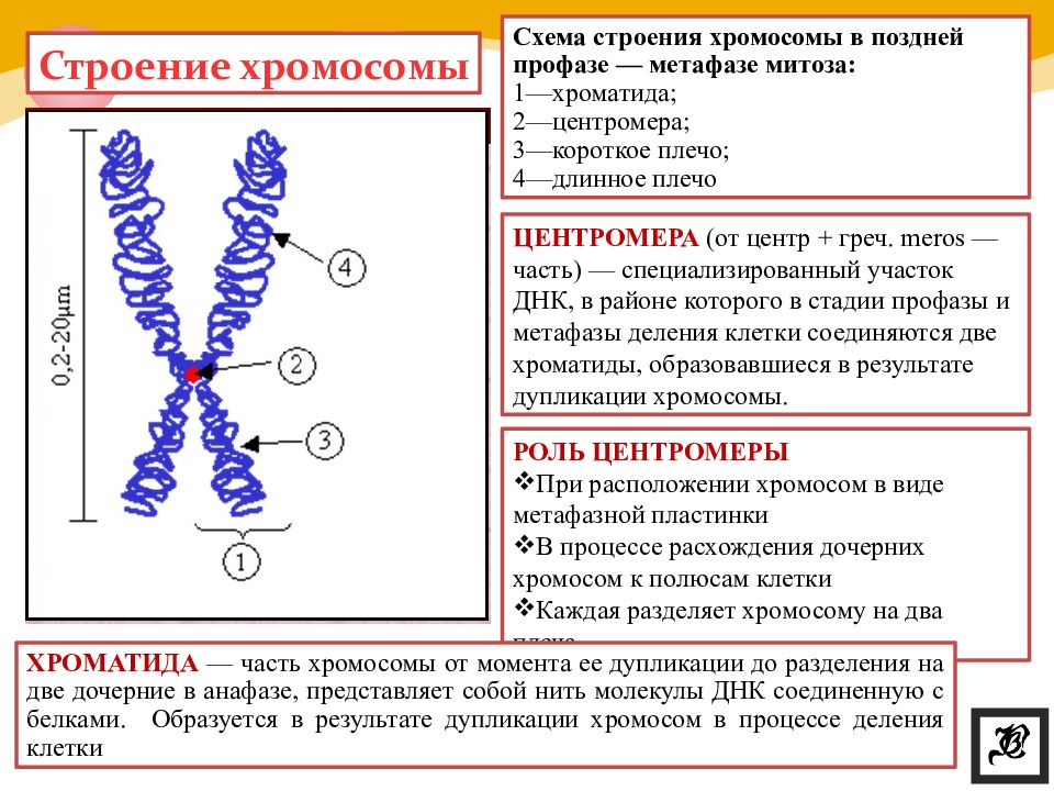 С изменением структуры хромосом связаны
