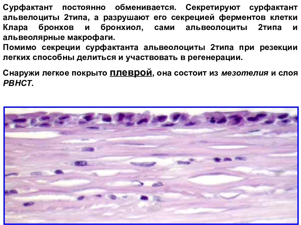 Дыхательная система гистология. Сурфактант легких гистология. Сурфактант альвеолоциты. Сурфактантный альвеолярный комплекс. Легочный сурфактант гистология.