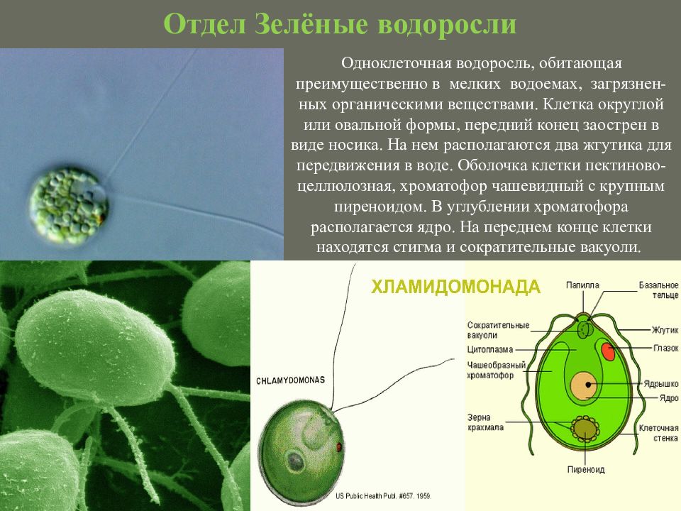 Появление одноклеточных водорослей. Клетка зелёных одноклеточных водорослей. Отдел зеленые водоросли одноклеточные зеленые водоросли. Зеленые рдноклеточныеводоросли. Где обитают одноклеточные водоросли.
