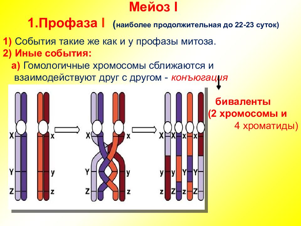 Единица кроссинговера. Конъюгация гомологичных хромосом в мейозе 1. Процессы конъюгации и кроссинговера.