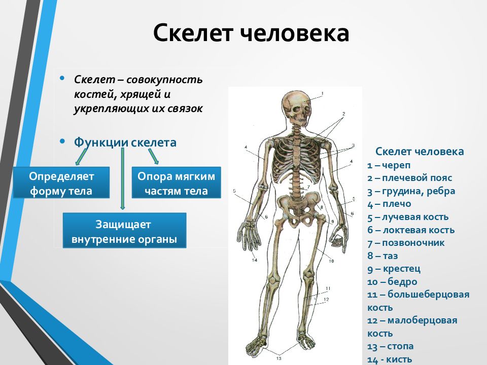 Какой отдел скелета есть. Отделы скелета. Отделы скелета человека анатомия. Возрастная анатомия презентация. Общий обзор скелета человека.