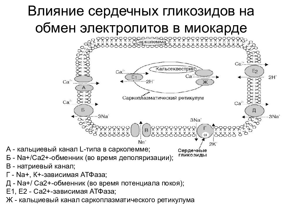 Сердечный действие. Сердечные гликозиды механизм действия. Действие сердечных гликозидов схема. Механизм действия сердечных гликозидов кратко. Механизм действия сердечных гликозидов схема.