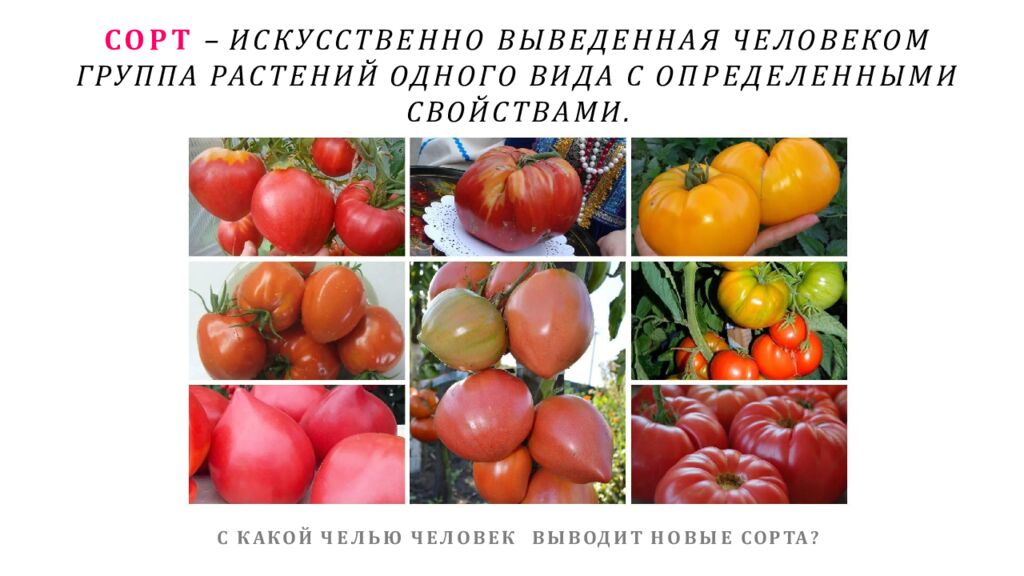 СОРТ – ИСКУССТВЕННО ВЫВЕДЕННАЯ ЧЕЛОВЕКОМ ГРУППА РАСТЕНИЙ ОДНОГО ВИДА С ОПРЕДЕЛЕННЫМИ СВОЙСТВАМИ.
