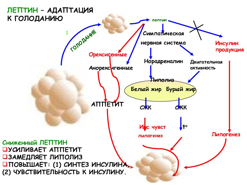 Голод после инсулина. Лептин схема действия. Лептин структура биохимия. Лептин структура функции. Гормон лептин функции.