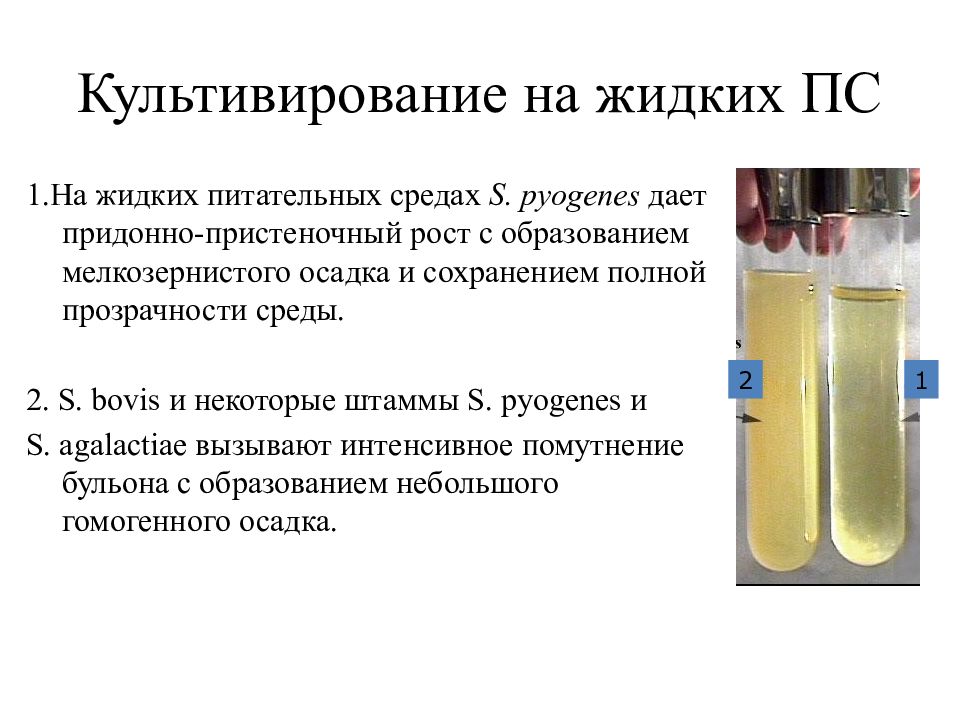 Среда роста. Рост стрептококков на жидких питательных средах. Рост s.pyogenes на жидких питательных средах. Пристеночный рост на жидких питательных средах. Характер роста стрептококков в жидкой питательной среде.