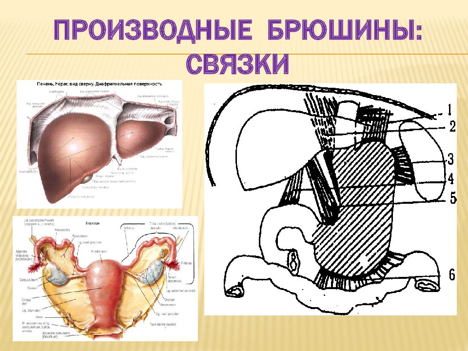 Серозная полость