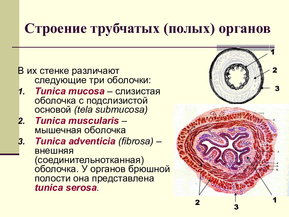 Схема строения стенки полого органа анатомия