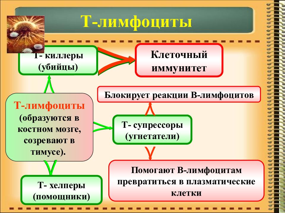 Клеточный иммунитет и гуморальный иммунитет презентация