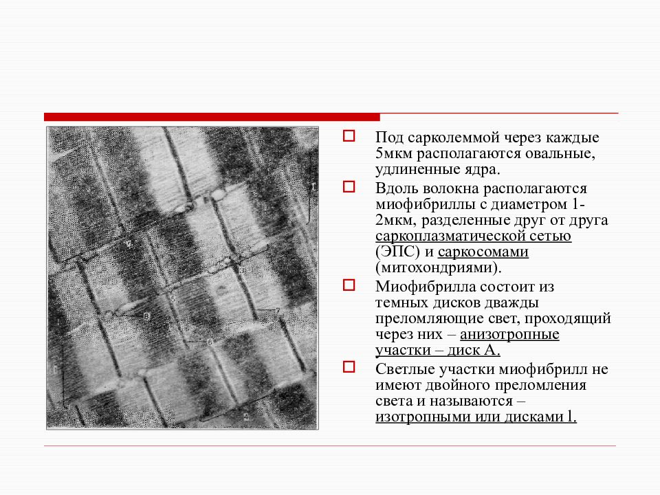 Полосатая мышечная ткань где находится. Поперечно полосатая мышечная Электронограмма. Величина МП В поперечно полосатых мышцах. МП сарколеммы поперечно-полосатых мышц. Поперечно полосатая ткань темные и светлые диски.