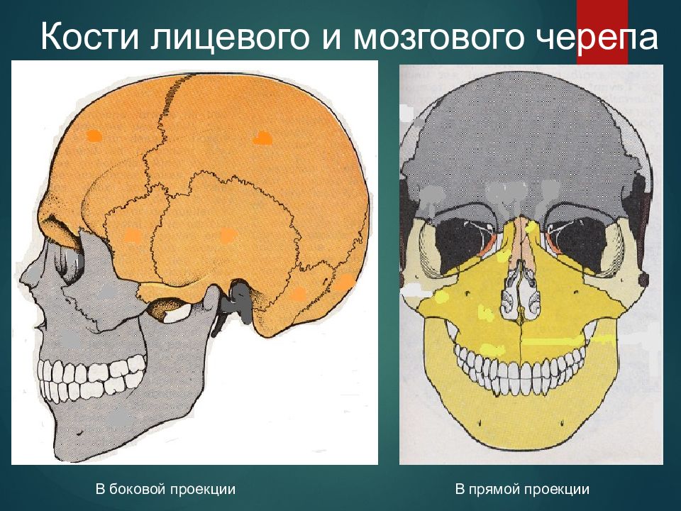 Развитие мозгового и лицевого черепа. Лицевая кость черепа. Мозговой отдел черепа. Развитие черепа.