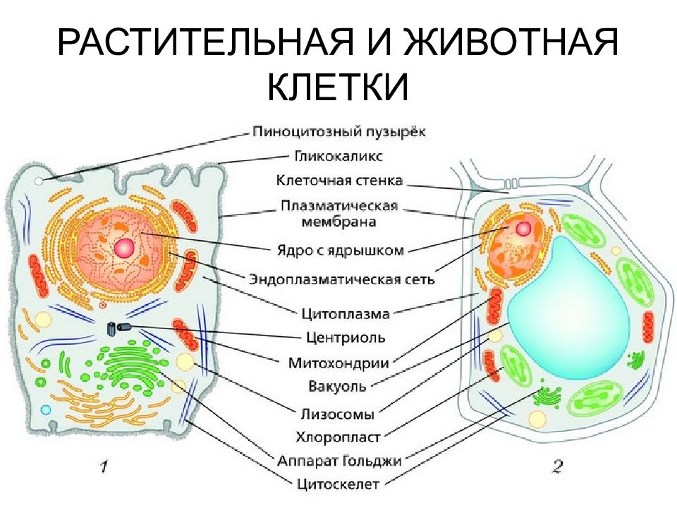 Живая клетка 5 класс биология. Строение клетки растения и животного рисунок. Рисунок 15 органоиды животной и растительной клетки. Строение животной клетки и строение растительной клетки. Схема строения животной и растительной клетки.