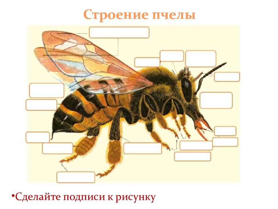 Строение пчелы для детей дошкольного возраста картинки