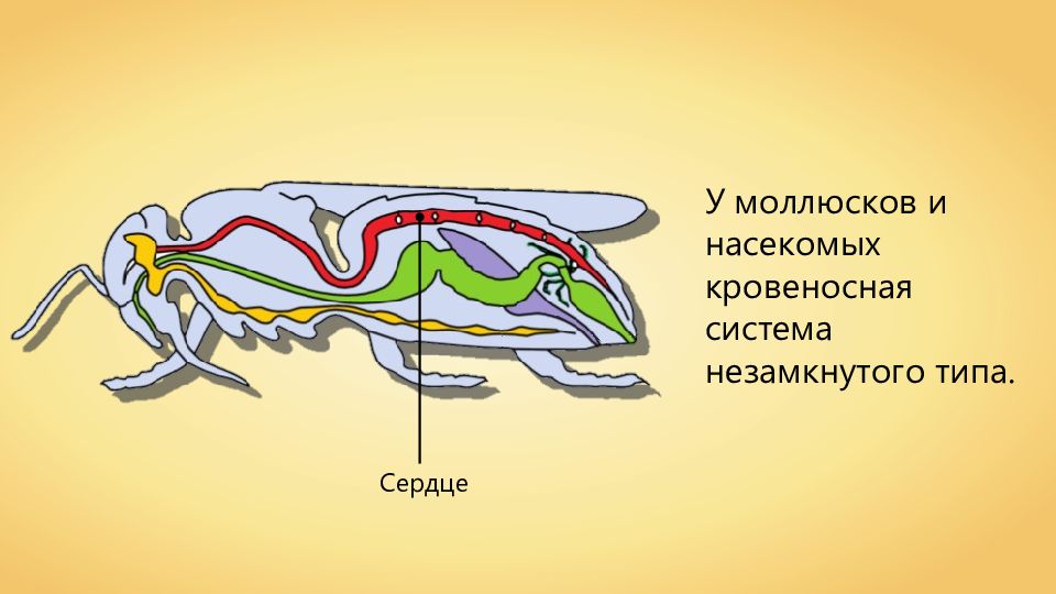 Незамкнутая кровеносная система у червей. Кровеносная система. Кровеносная система насекомых. Типы кровеносных систем. Кровеносная система насекомых презентация.