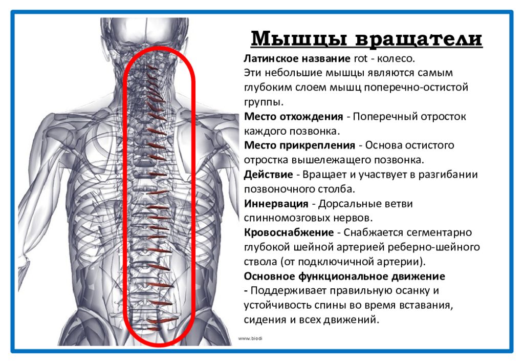 Мышца латынь. Мышцы вращатели. Мышцы ротаторы позвоночника. Мышцы вращатели поясницы. Мышца вращатель шеи.