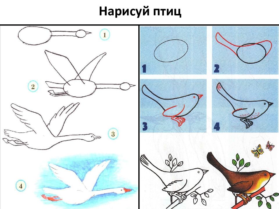 Рисуем птицу поэтапно презентация 2 класс. Рисование птички. Схема рисования птицы. Последовательное рисование птицы. Рисование перелетные птицы.