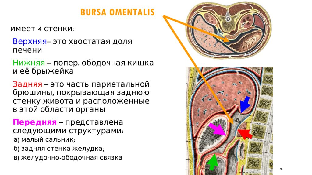 Нижнюю стенку сальниковой сумки составляет