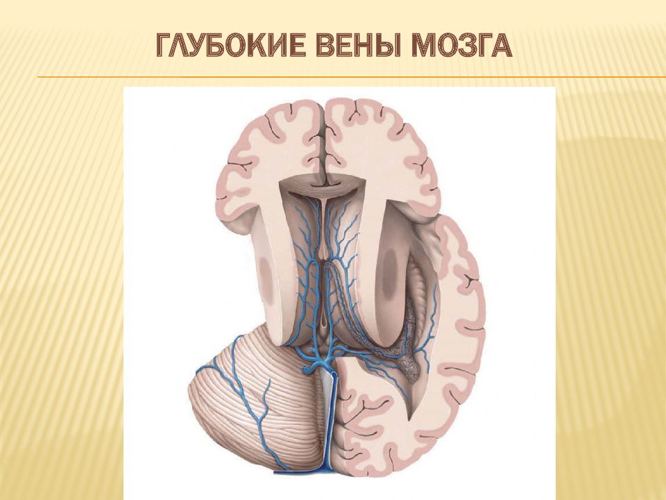 Верхние вены мозга. Поверхностные мозговые вены. Глубокие мозговые вены.