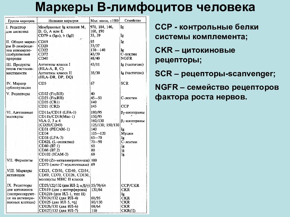 Проверочная белки. Маркеры в лимфоцитов иммунология. Поверхностные маркеры т лимфоцитов. Маркер лимфоцитов cd20apc750. CD маркеры т лимфоцитов.