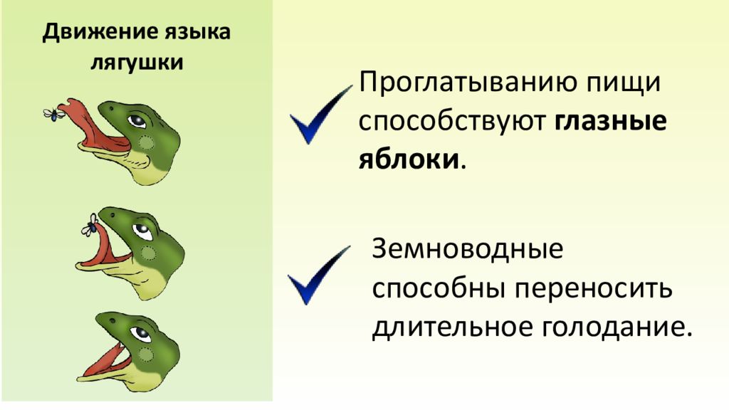 7 класс презентация внутреннее строение земноводных 7