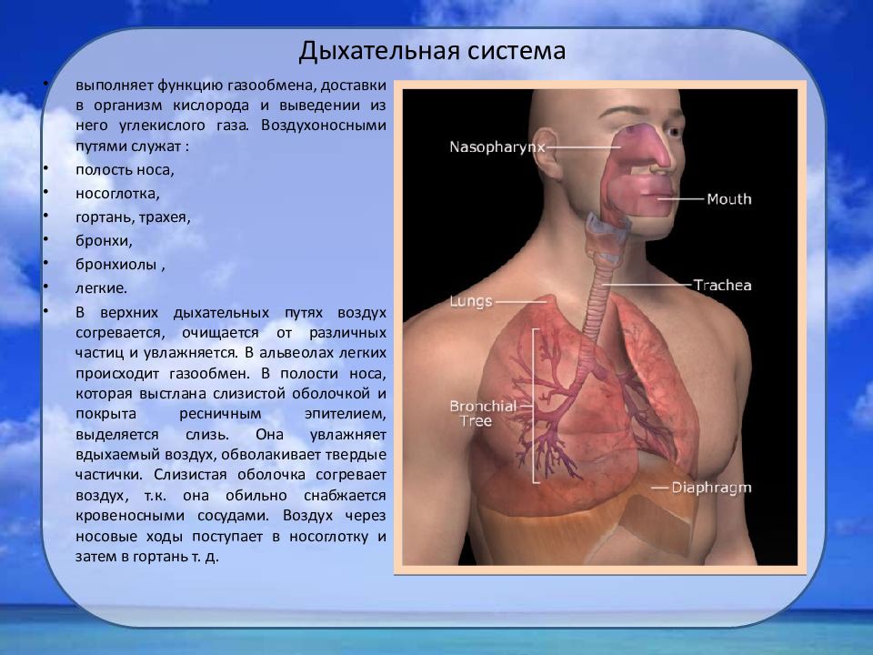 Выполняет функцию газообмена. Органы выполняющие газообменную функцию. Газообменную функцию в дыхательной системе выполняют. Перечислите органы, выполняющие газообменную функцию:. Орган дыхательной системы, выполняющий газообменную функцию:.