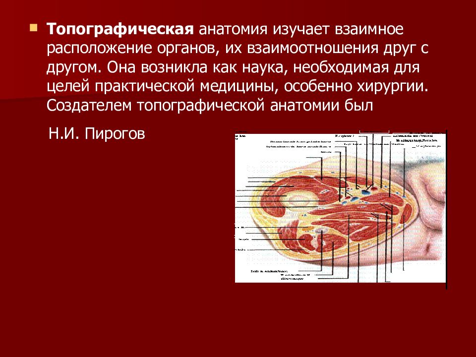 Введение в анатомию человека презентация