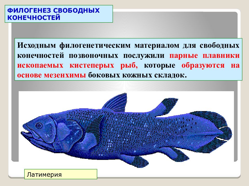Какие особенности кистеперых рыб. Кистеперая рыба Латимерия характеристика. Латимерия Эволюция. Кистепёрые рыбы представители Латимерия. Кистеперая рыба строение.