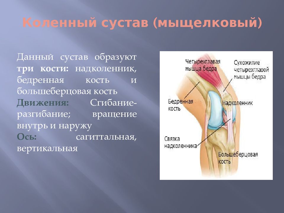 Анатомия коленного сустава презентация