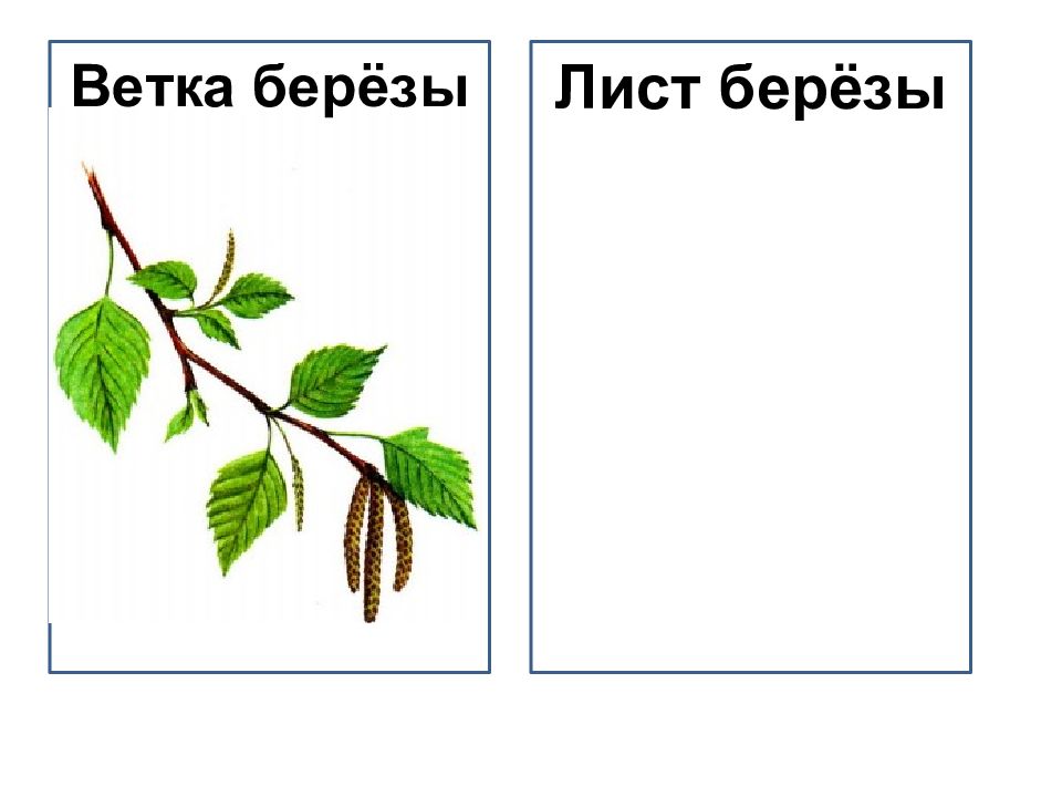 Строение березы схема