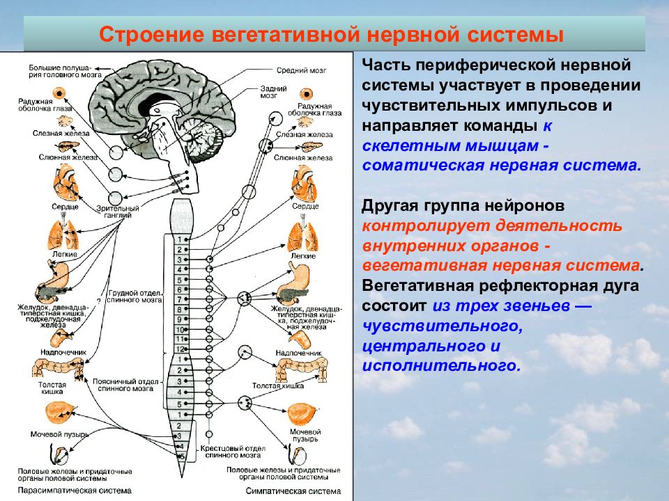 В состав центральной нервной системы входят. Строение центральной и периферической нервной системы. Строение ЦНС человека. Особенности строения ВНС. Физиологическая система.