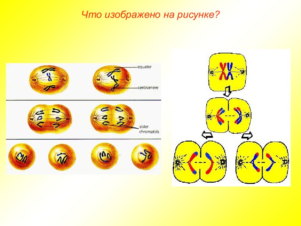 Телофаза 1. Мейоз рисунок. Мейоз 10 класс биология. Краткое описание схемы мейоза.