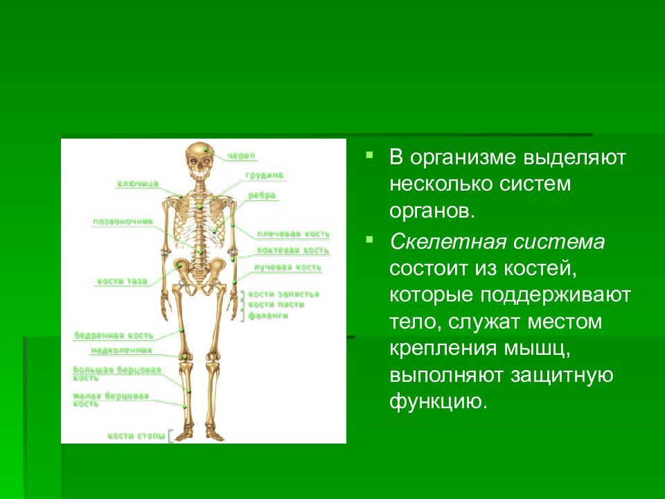 У всех позвоночных существует единый план формирования тканей и органов который ясно виден