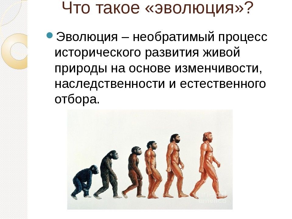 Эволюционная биология это