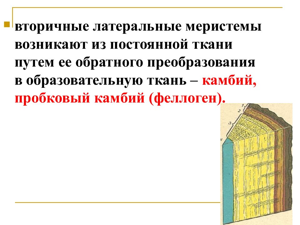 Постоянные ткани. Вторичные латеральные меристемы. Камбий вторичная меристема. Вторичная боковая образовательная ткань. Образовательная ткань у камбия и феллогена.