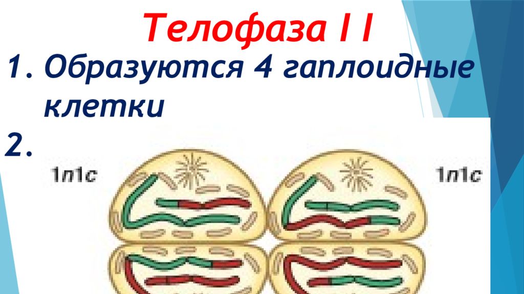 2 гаплоидные клетки. Телофаза 2. Телофаза мейоза.