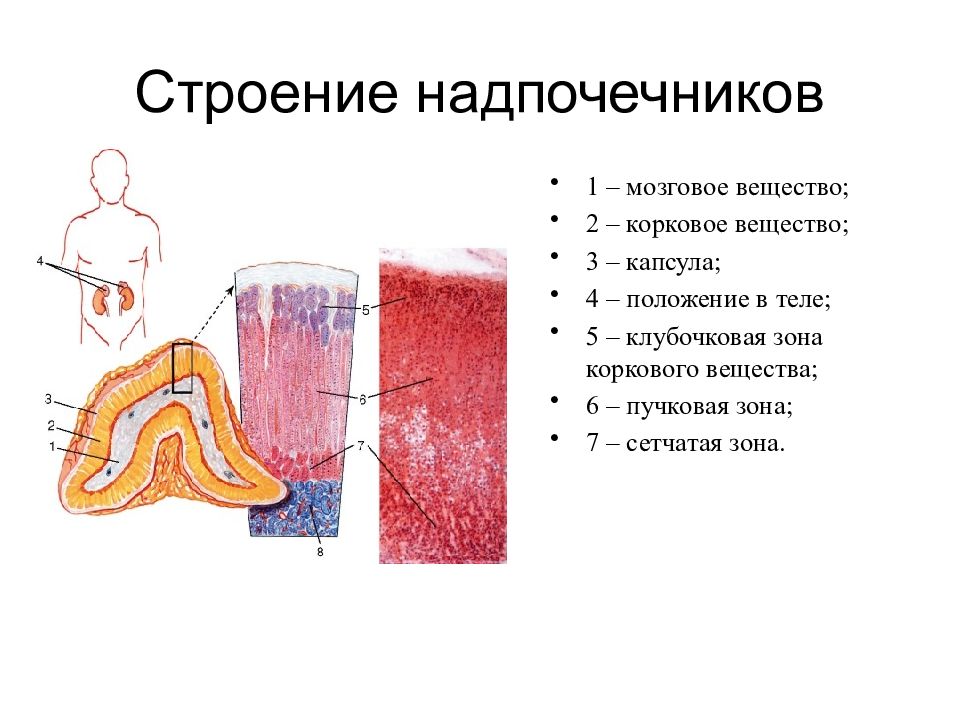 Надпочечник схема