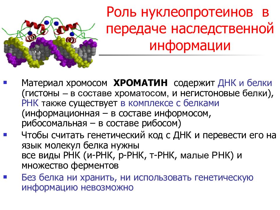 Строение днк и рнк презентация